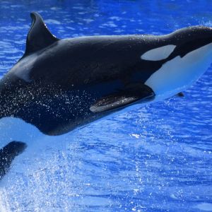 Le orche sono assassine o dolci panda del mare?
