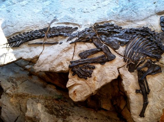 I dinosauri raccontano di noi