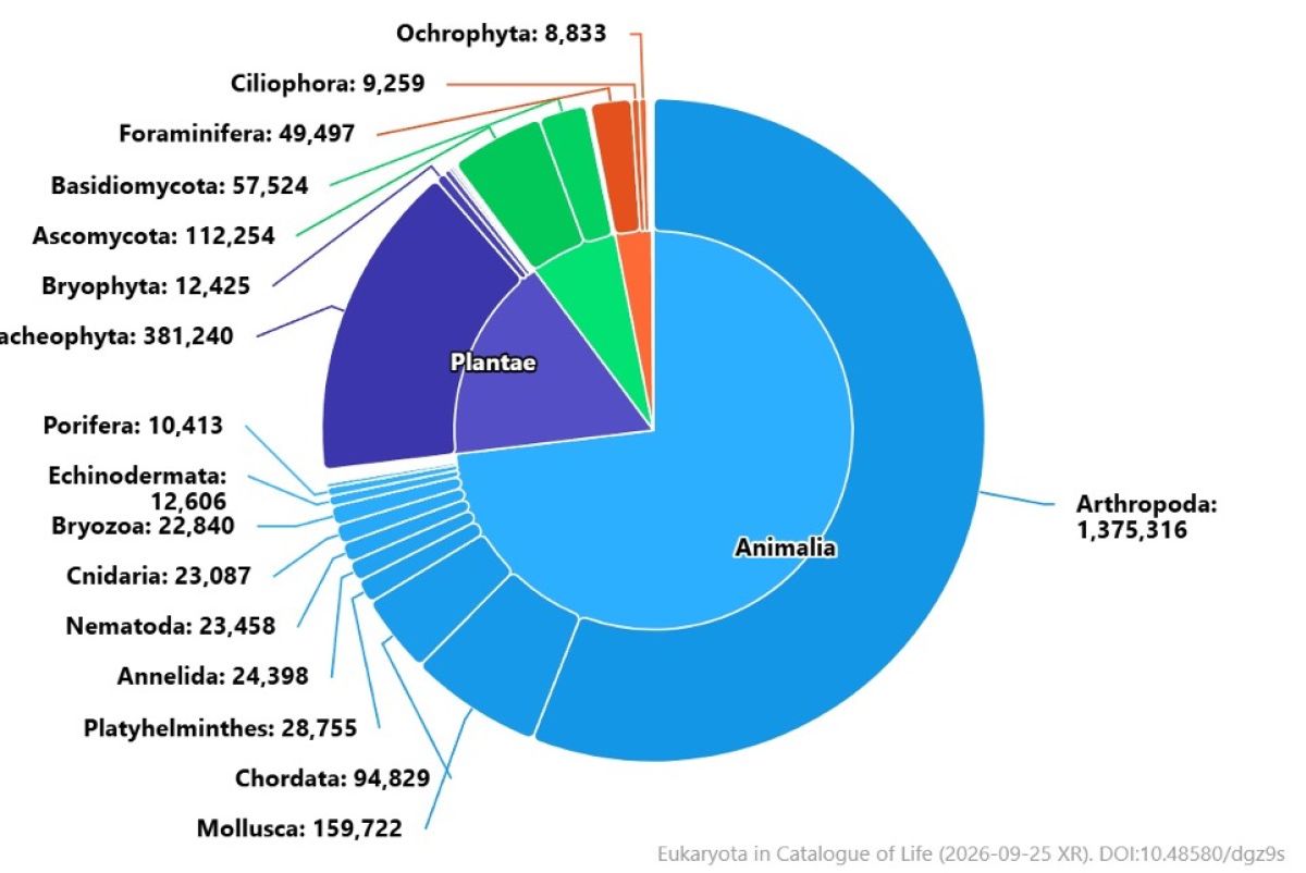 Composizione del dominio degli eucarioti, il gruppo di organismi viventi nei quali il materiale genetico è custodito nel nucleo cellulare. Il grafico riporta inoltre il numero di specie registrate in alcuni sottogruppi.
