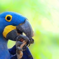 La difficile natura del blu