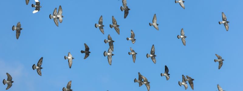 L'incredibile senso dell'orientamento dei piccioni