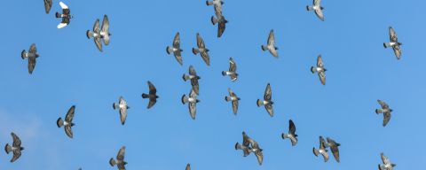 L'incredibile senso dell'orientamento dei piccioni
