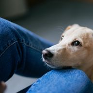 I cani capiscono davvero quando parliamo?