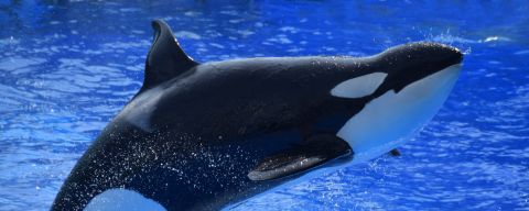 Le orche sono assassine o dolci panda del mare?