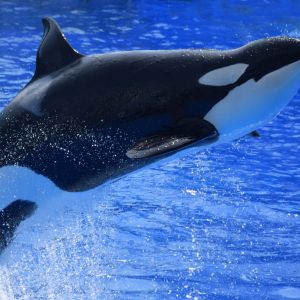 Le orche sono assassine o dolci panda del mare?
