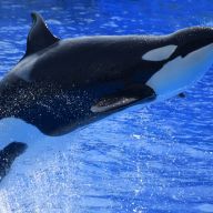 Le orche sono assassine o dolci panda del mare?