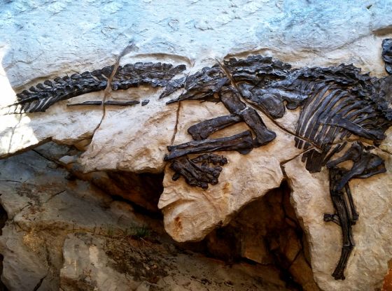 I dinosauri raccontano di noi
