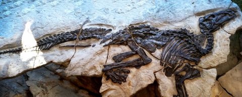 I dinosauri raccontano di noi