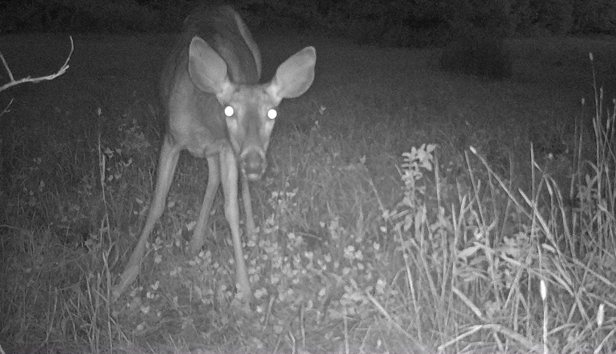 Immagina catturata da una fototrappola