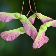 Biomimesi: la natura ci insegna le tecnologie vincenti